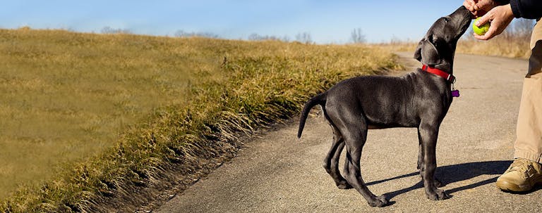How to Train a Great Dane Puppy to Not Bite